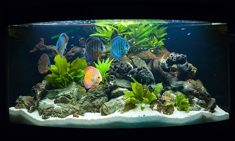 Aquarium d'eau douce Azé