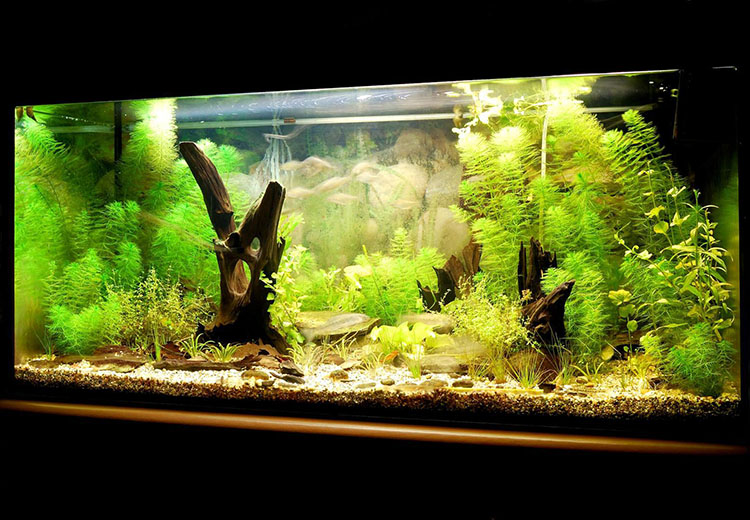 Fabricant d'aquarium Azé