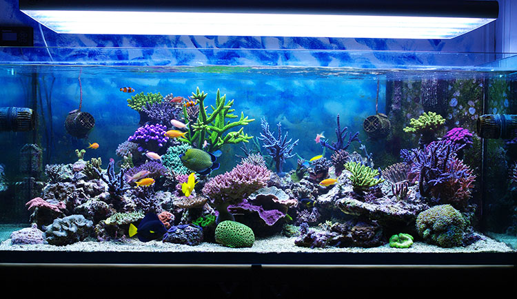 Figurine Céramique Flottante Pour Aquarium – Poisson Décoratif Rouge