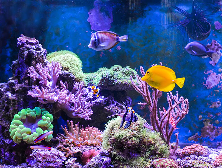 Aquarium d'eau douce Azé