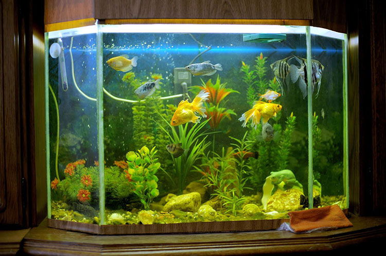 Aquarium d'eau de mer Azé