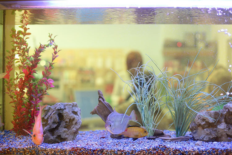 Aquarium d'eau de mer Azé