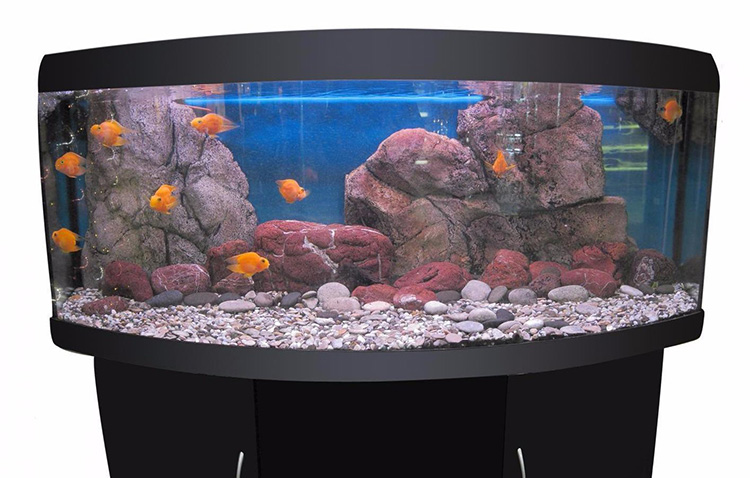 Aquarium d'eau douce Azé