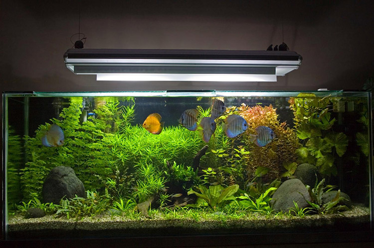 Aquarium personnalisé Azé