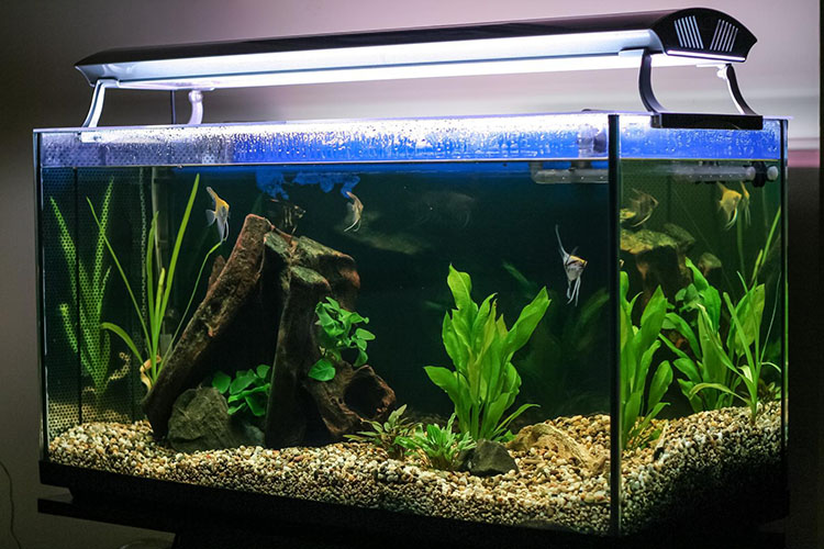 Aquarium sur mesure Azé