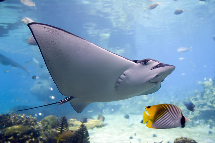 Aquarium personnalisé Azé