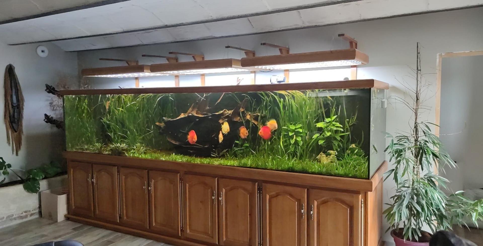 Aquarium eau douce de 400 x 80 x 80 ht ( 2500 L ) , verre de 15 mm , meuble en chene massif