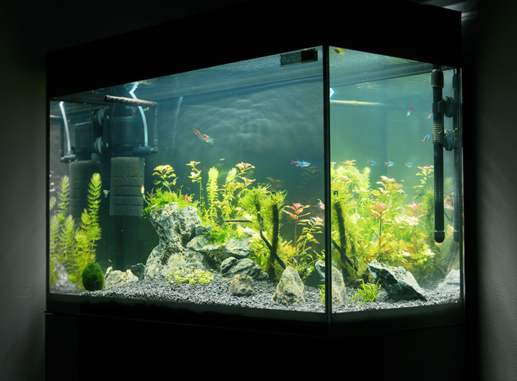 Fabricant d'aquarium Azé
